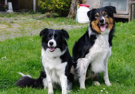 Rori & Ghyro - krytí Holandsko